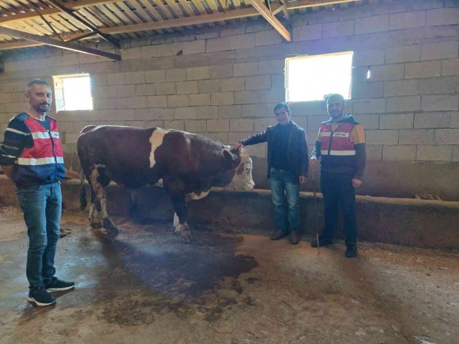 Iğdır’da Büyükbaş Hayvan Hırsızlığından 3 Kişi Tutuklandı
