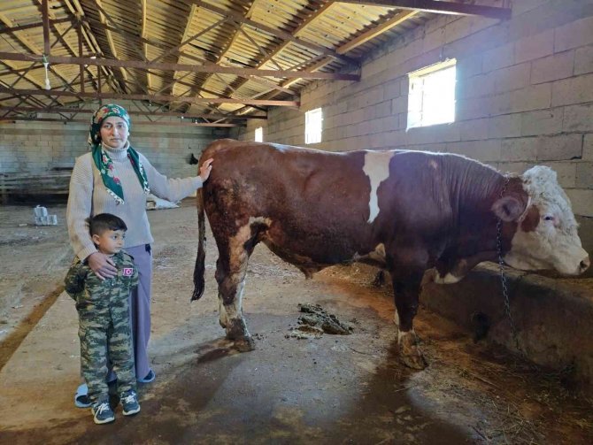 Iğdır’da Büyükbaş Hayvan Hırsızlığından 3 Kişi Tutuklandı