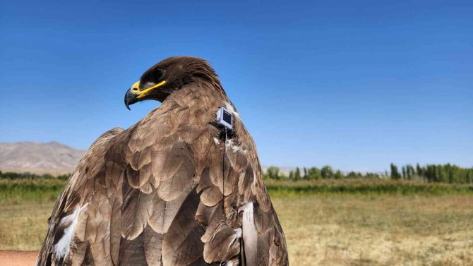 Iğdır’da Yola Çıkan Bozkır Kartalı Sudan’a Ulaştı
