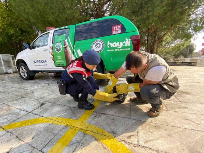 Jandarma, Yaralı Halde Bulduğu Yavru Atmacayı Doğa Koruma Ekiplerine Teslim Etti