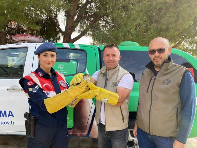 Jandarma, Yaralı Halde Bulduğu Yavru Atmacayı Doğa Koruma Ekiplerine Teslim Etti