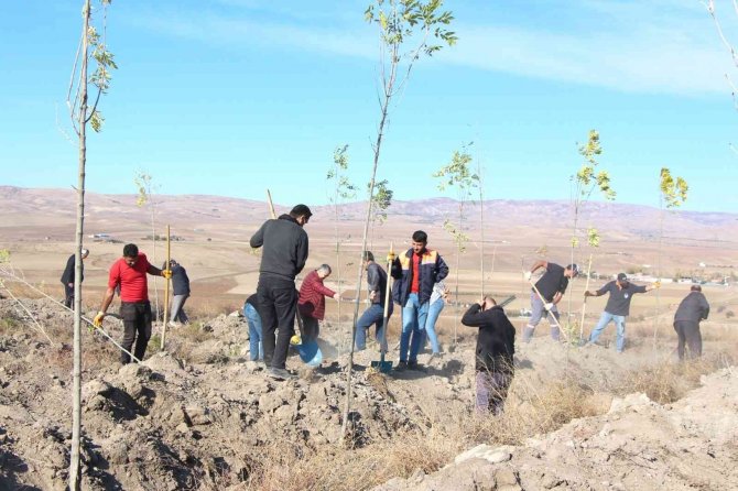 Sungurlu Adalet Ormanı’na 600 Fidan Dikildi