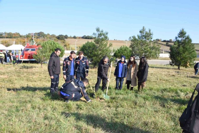 Sinop’ta 49 Bin Fidan Dikildi