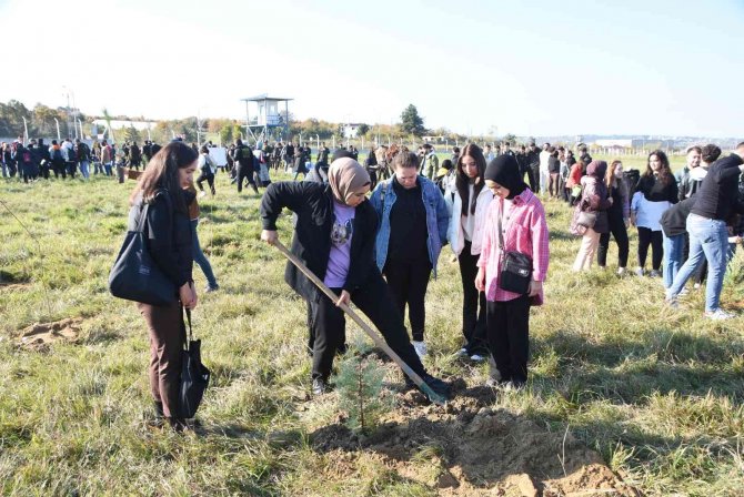 Sinop’ta 49 Bin Fidan Dikildi