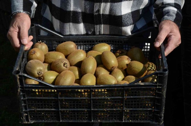 Ordu’da Kivi Hasadı Başladı