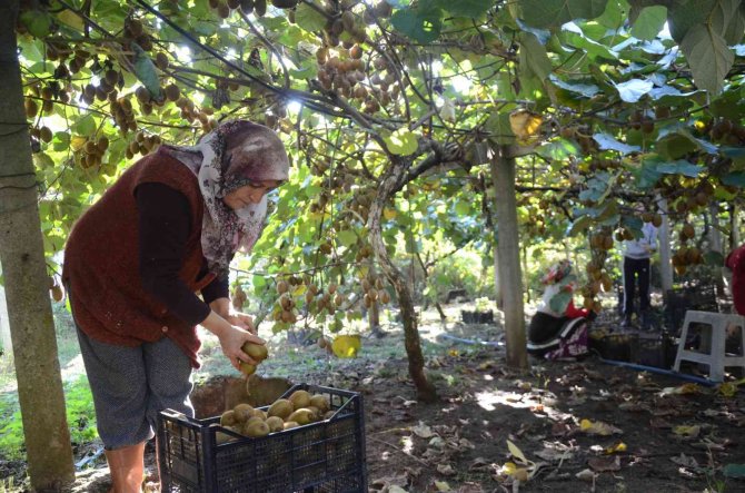 Ordu’da Kivi Hasadı Başladı