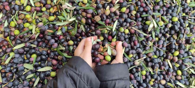 Zeytinyağına Büyük Talep...üretimin Yarısı İhracata Gidiyor