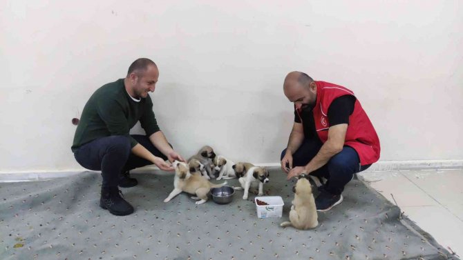 Annelerine Araba Çarpan Yavru Köpeklere Sahip Çıktılar