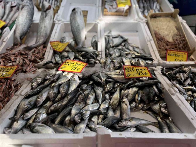 Tezgahlarda Çinekop Bollaştı, Fiyatı Yarı Yarıya Düştü