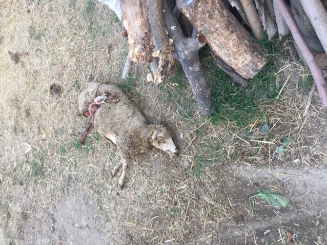 Bursa’da Sokak Köpekleri Dehşet Saçtı