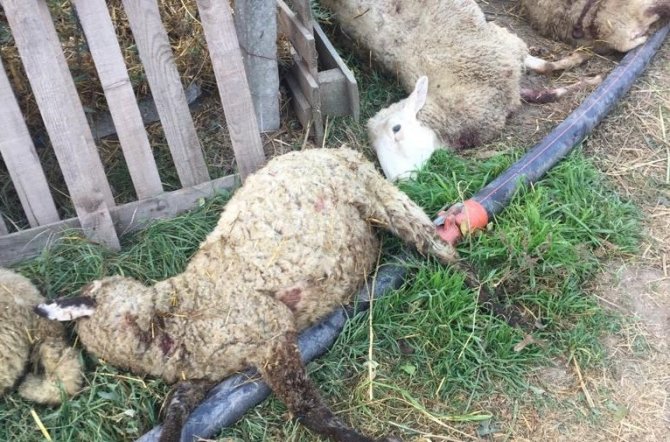 Bursa’da Sokak Köpekleri Dehşet Saçtı