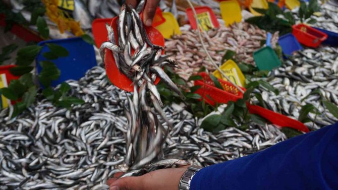 Sezona 80 Liradan Başlayan Hamsinin Fiyatı 30 Liraya Düştü