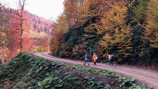 Sonbaharın Tüm Renklerini Yansıtan Yenice Ormanlarında Kartpostallık Görüntüler