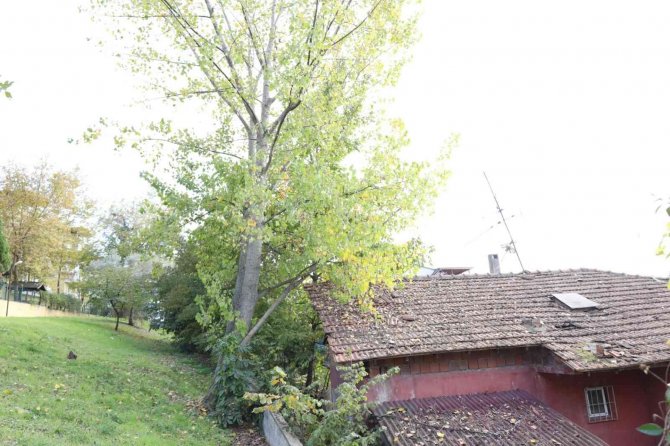 Tehlike Oluşturan Ağaçlar İçin Önlem Alınacak