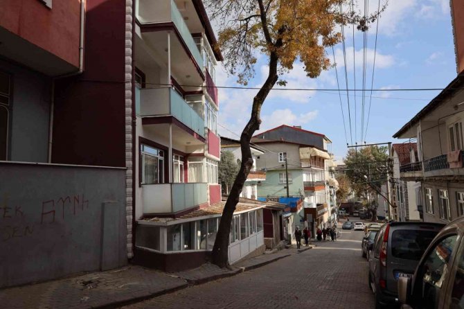 Tehlike Oluşturan Ağaçlar İçin Önlem Alınacak