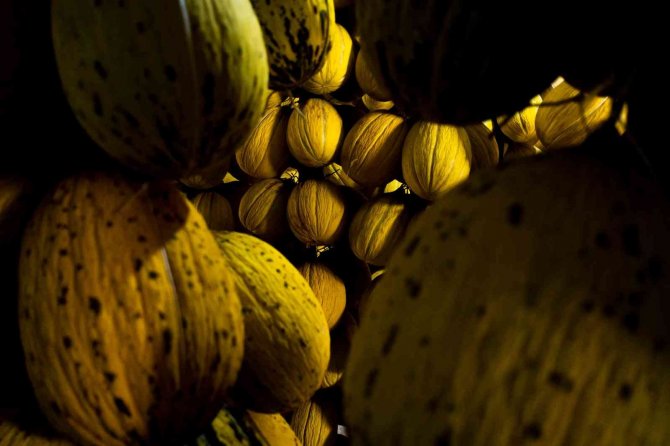 Kırkağaç’ın Yaz Meyvesi Kavunları Kışlık Sofraları Süsleyecek