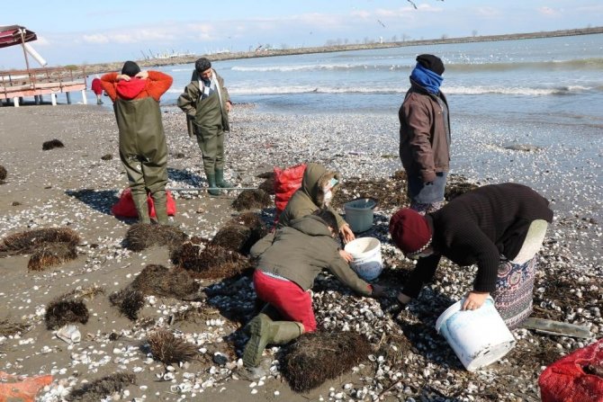 Samsun’dan Salyangoz İhracatı