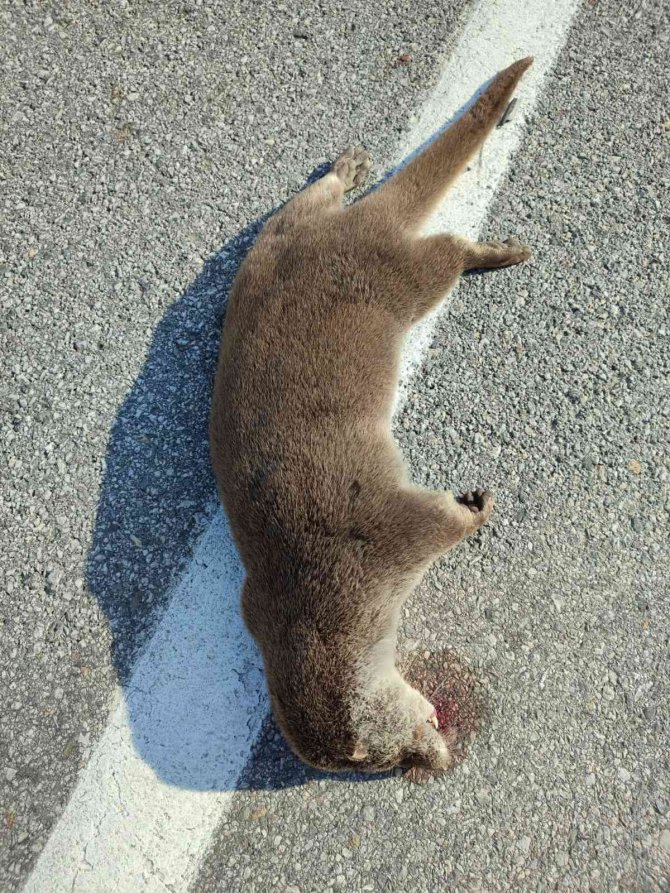 Nesli Tükenme Tehdidi Altındaki Samur, Kaza Kurbanı