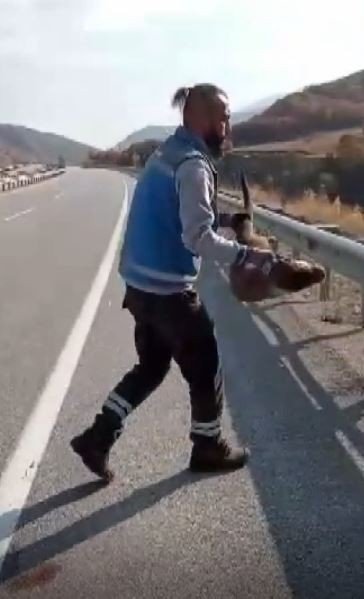 Nesli Tükenme Tehdidi Altındaki Samur, Kaza Kurbanı