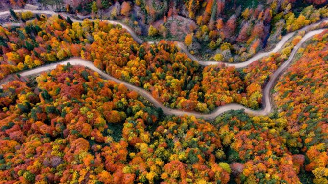 Sonbaharın Tüm Renklerini Yansıtan Yenice Ormanlarında Kartpostallık Görüntüler
