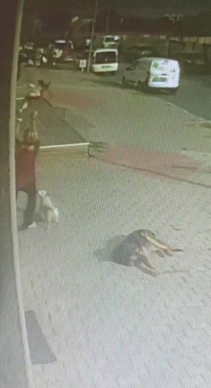 Büyükçekmece’de Pencereden Düşen Köpeği Havada Yakaladı