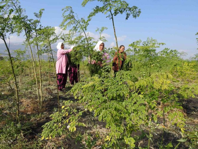 Cumhurbaşkanı’nın Bahsettiği ’Moringa’ Böyle Üretiliyor