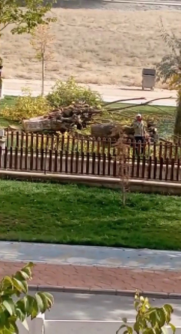 Elazığ’da Asırlık 24 Dut Ağacı Kesildi