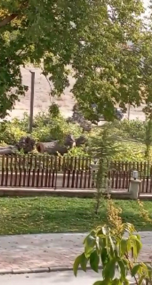 Elazığ’da Asırlık 24 Dut Ağacı Kesildi