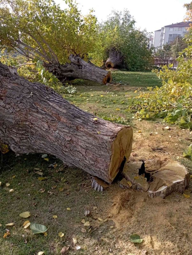 Elazığ’da Asırlık 24 Dut Ağacı Kesildi