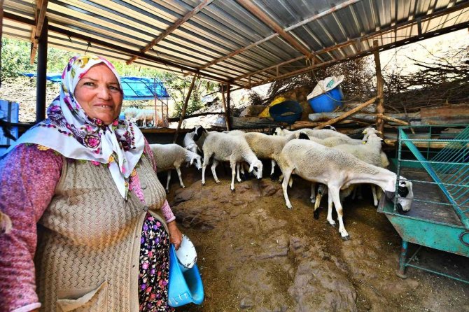 İ̇zmir Büyükşehir Belediyesi’nin Verdiği 3 Koyundan 48 Koyuna
