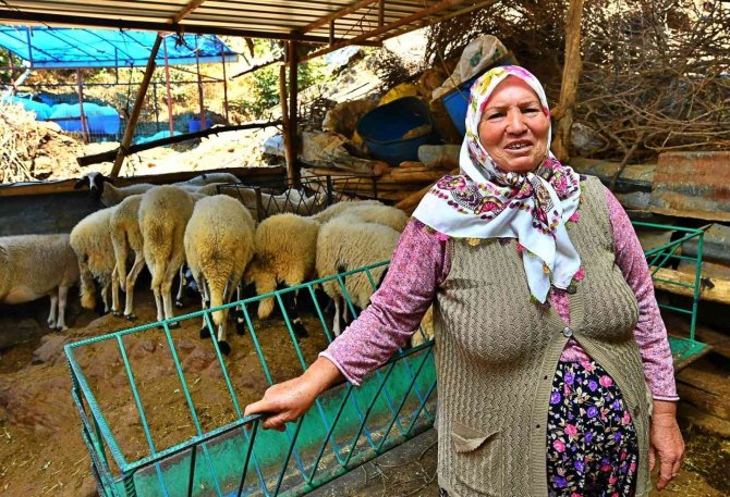 İ̇zmir Büyükşehir Belediyesi’nin Verdiği 3 Koyundan 48 Koyuna
