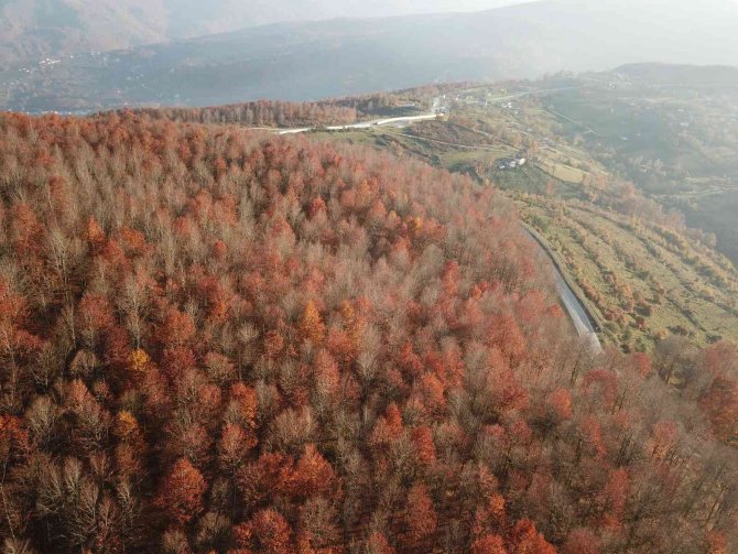 Perşembe Yaylası’nda Sonbahar Güzelliği