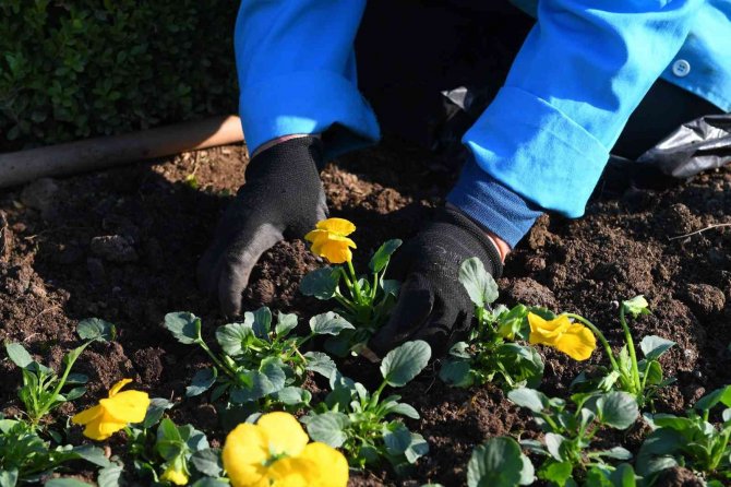 Osmangazi Kış Çiçekleri İle Renklenecek