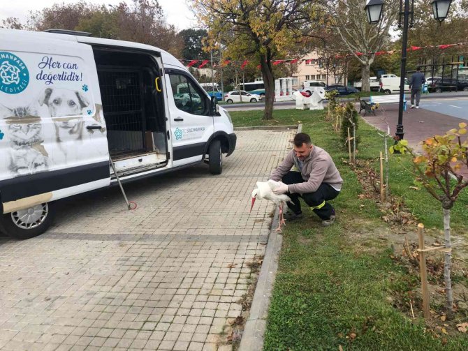 Tekirdağ’ın Meşhur Leyleği Talihsiz Bir Kaza Geçirdi