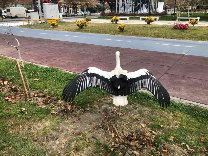 Tekirdağ’ın Meşhur Leyleği Talihsiz Bir Kaza Geçirdi