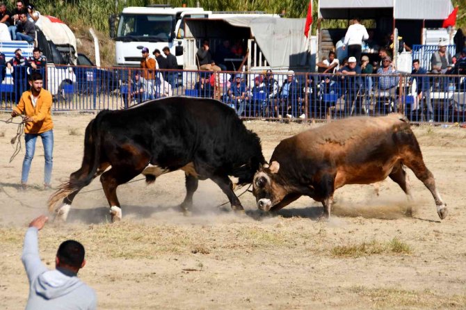 Söke’de Boğa Güreşi Heyecanı Yaşandı