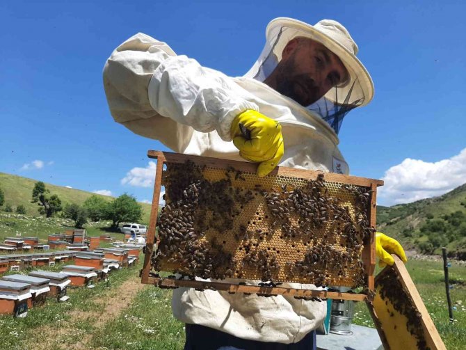 Tunceli’nin Nazımiye İlçesinden Kanada’ya Organik Bal