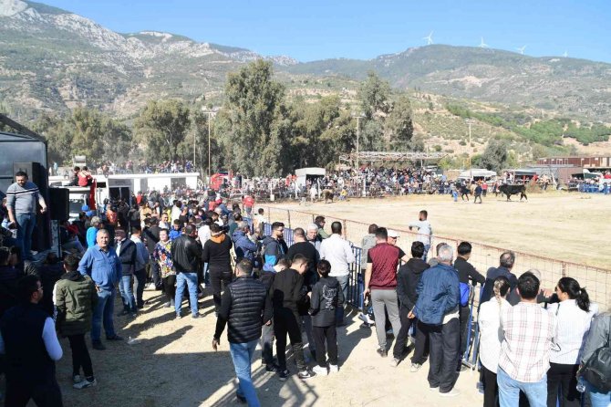 Söke’de Boğa Güreşi Heyecanı Yaşandı