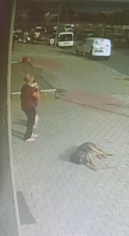 Büyükçekmece’de Pencereden Düşen Köpeği Havada Yakaladı