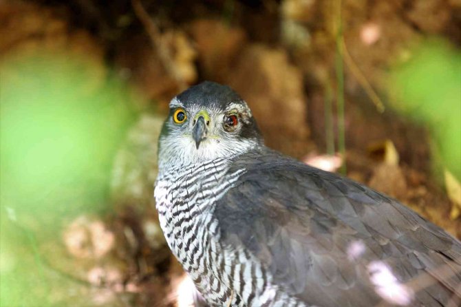 Yaralı Yırtıcı Kuş, Kendisini Kurtarmak İsteyen Görevliyi Yaraladı