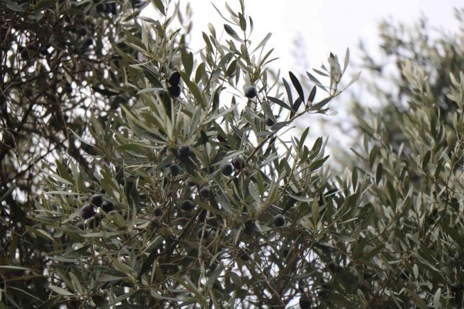 120 Yıllık Hamidiye Hastanesinin Bahçesinde Asırlık Zeytin Ağaçları