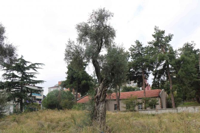 120 Yıllık Hamidiye Hastanesinin Bahçesinde Asırlık Zeytin Ağaçları