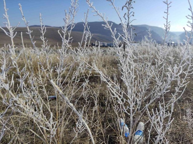 Ardahan’da Bitki Ve Ağaçlar Kırağı Tuttu