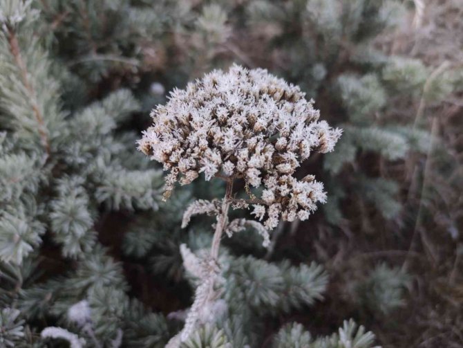 Ardahan’da Bitki Ve Ağaçlar Kırağı Tuttu