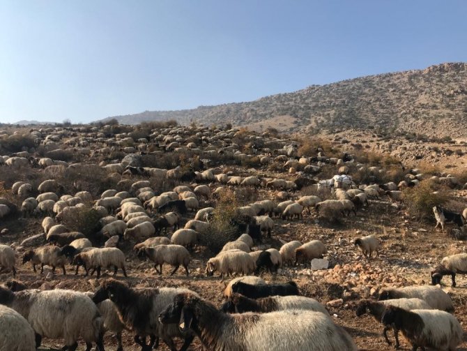 Göçerlerin Yayladan Dönüş Yolculuğu Başladı