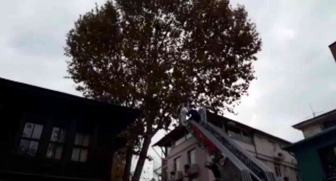 Büyükada’da, Ağaçta Dallar Arasında Sıkışarak Mahsur Kalan Martı Kurtarıldı