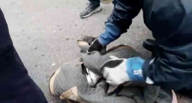 Büyükada’da, Ağaçta Dallar Arasında Sıkışarak Mahsur Kalan Martı Kurtarıldı