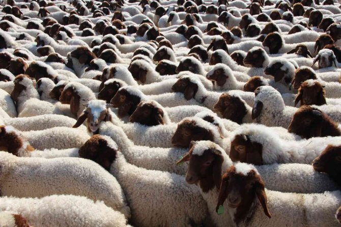 Denizli’de ’İ̇vesi Koyun’ Projesi Hayata Geçirildi