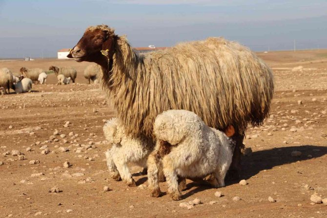 Denizli’de ’İ̇vesi Koyun’ Projesi Hayata Geçirildi