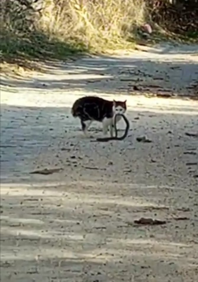 Kedilerin Yılanla Mücadelesi